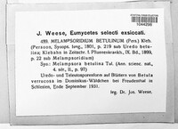 Melampsoridium betulinum image